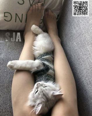 免费影视网站